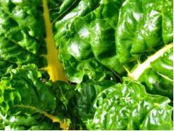 How to grow spinach hydroponically