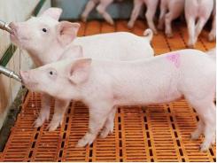 Back to school: Improving the pig's environment