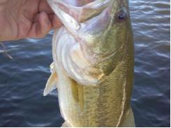 Biomass density affects bass production