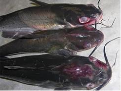 Virulent Aeromonas hydrophila in channel catfish