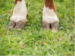 Diseases of Cattle: Foot-and-Mouth