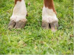 Diseases of Cattle: Foot-and-Mouth