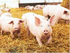 Smithfield acquires pork facilities and farms from Hormel