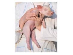 Five possible negative effects of zinc oxide on piglets