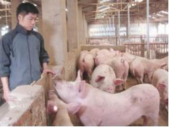 Lợn sạch nhờ nuôi theo công nghệ vi sinh