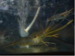 Determining safe levels of ammonia and nitrite for shrimp culture