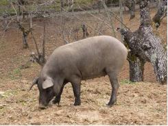 Helping heat stressed pigs with live yeast