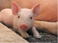 How the anti-inflammatory drugs given to sows affect the piglets