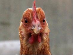 H5N8 avian influenza strikes layer farm in Greece