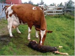 Diseases of Cattle: Leptospirosis