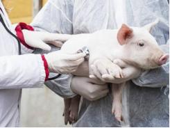 EU pig producers on high alert for African swine fever