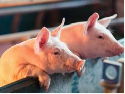 BIOMIN opens piglet, broiler nutrition research center