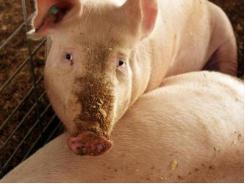 New African swine fever cases at Africa, Ukraine farms