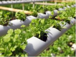 What type of crops are suitable for hydroponics