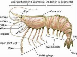 Chemical and physical factors that affect the biological growth of shrimp