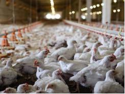 How phytase superdosing improves broiler feed conversion