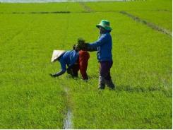 Một số biện pháp chăm sóc lúa Đông Xuân sau mưa lũ