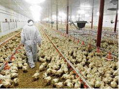 Veterinarians key for poultry’s big issues?