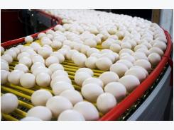 Guest commentary: Cage-free egg prices will decline as production increases