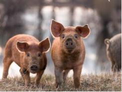 Smithfield’s new Ohio pig feed facilities to buy local grain