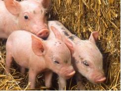 Piglet growth helped with yeast instead of antibiotics