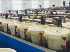 Shrimp farming in China: Lessons from its developmental history