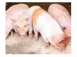 Predicting creep feed intake in piglets