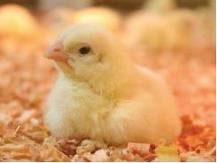 7 additives to replace antibiotics in US broiler feeds