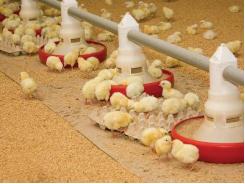 7 questions to ask when purchasing broiler feeds