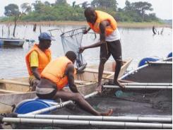 Large-scale tilapia project driving aquaculture development in Ivory Coast