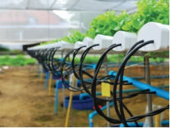 The Importance of Oxygen in Hydroponic Systems
