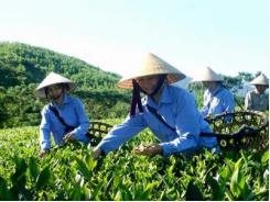 Chè “VietGAP” năng suất cao, tiết kiệm chi phí