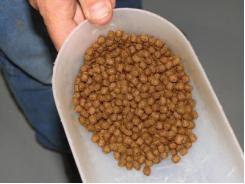 Insect meals: Novel protein, fat sources for farmed shrimp