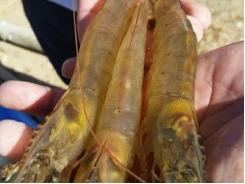 Seajoy’s ablation-free shrimp answers emerging welfare concern