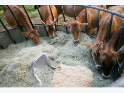 Pelleted, treated feeds may boost digestion in growing cattle