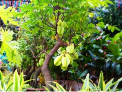 Cây khế bonsai đẹp miễn chê kiếm tiền triệu mỗi gốc nhờ áp dụng trồng đúng cách