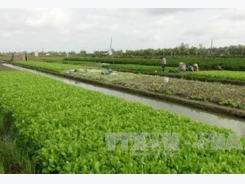 Tra Vinh calls for investment in agricultural projects