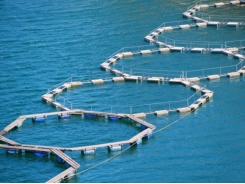 Nile tilapia farmed in cold water may see performance boost from added α-linolenic acid