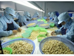 Việt Nam achieves record cashew exports