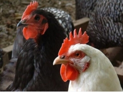 New chicken immune cell increases susceptibility to Marek's disease