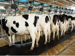 Feeding cows milk that may contain antibiotic residues - what's the risk?