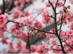 Kỹ thuật trồng hoa anh đào cho mọi nhà ngập tràn sắc Xuân, may mắn cả năm