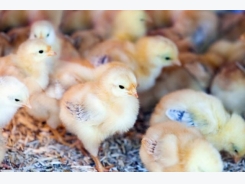 Will disinfectants inactivate avian influenza in chicken feed?