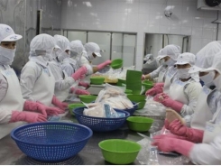 Enterprises shift round to China when exporting Pangasius to US and EU grew negatively