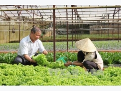 VN plans 500 hi-tech agricultural cooperatives by 2020