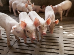 Recombinetics, DNA Genetics form alliance to end surgical castration of swine