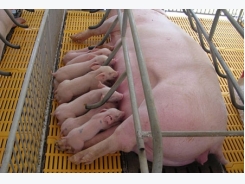 Quy trình chăm sóc lợn nái giúp tăng năng suất sinh sản