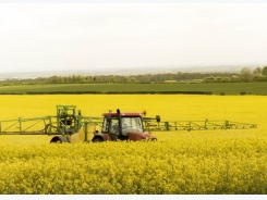Are chickens at risk from erucic acid in rapeseed meal?