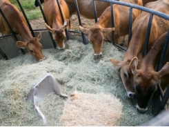 Cattle diets lower in crude protein may boost nitrogen recycling
