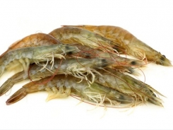 Mealworms on the menu for farmed shrimp?